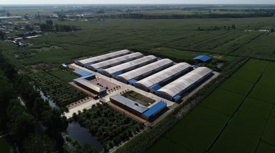 臺安縣九股河農業(yè)發(fā)展有限公司養殖部